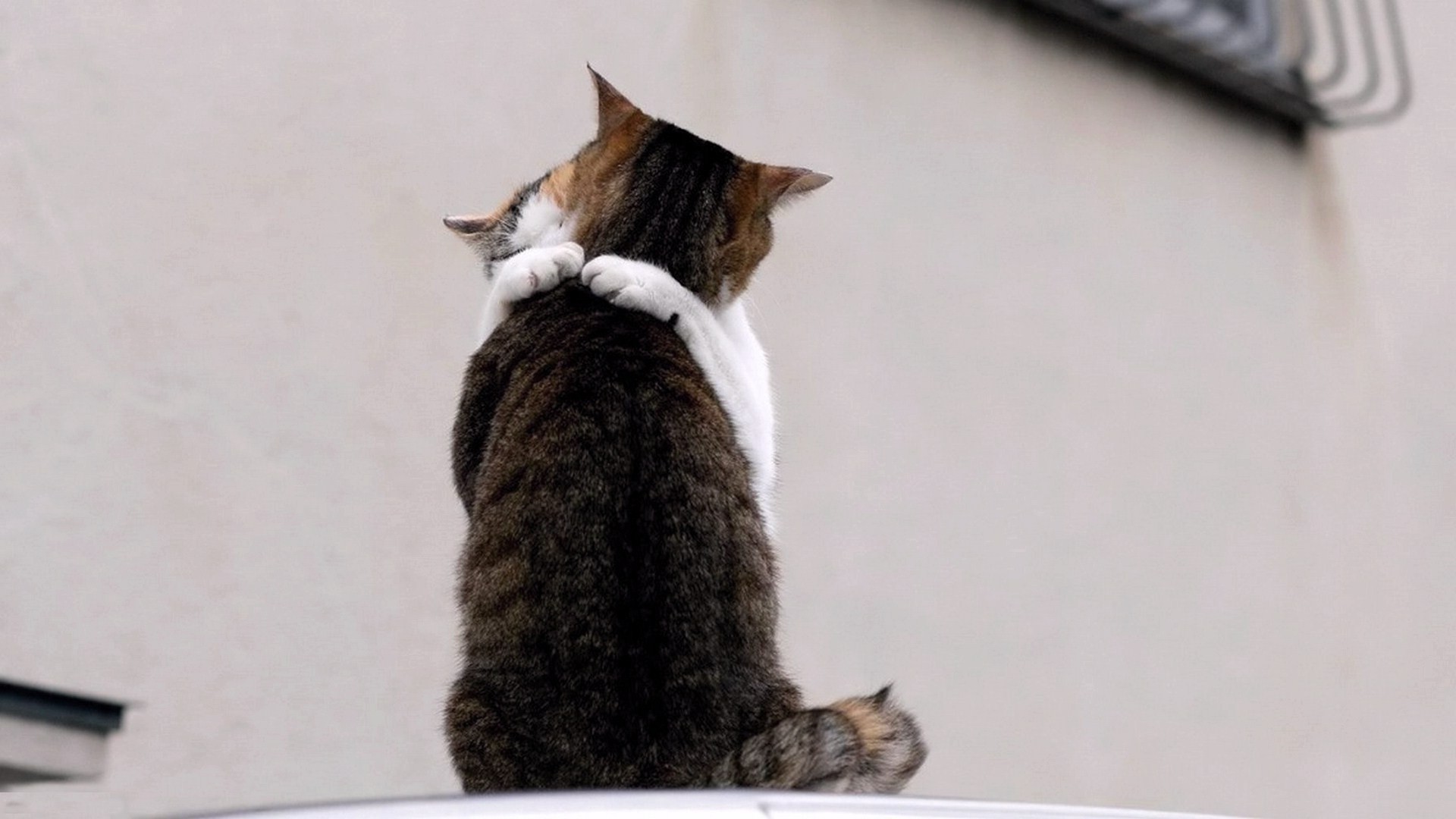 katze säugetier niedlich tier kätzchen haustier ein inländische pelz