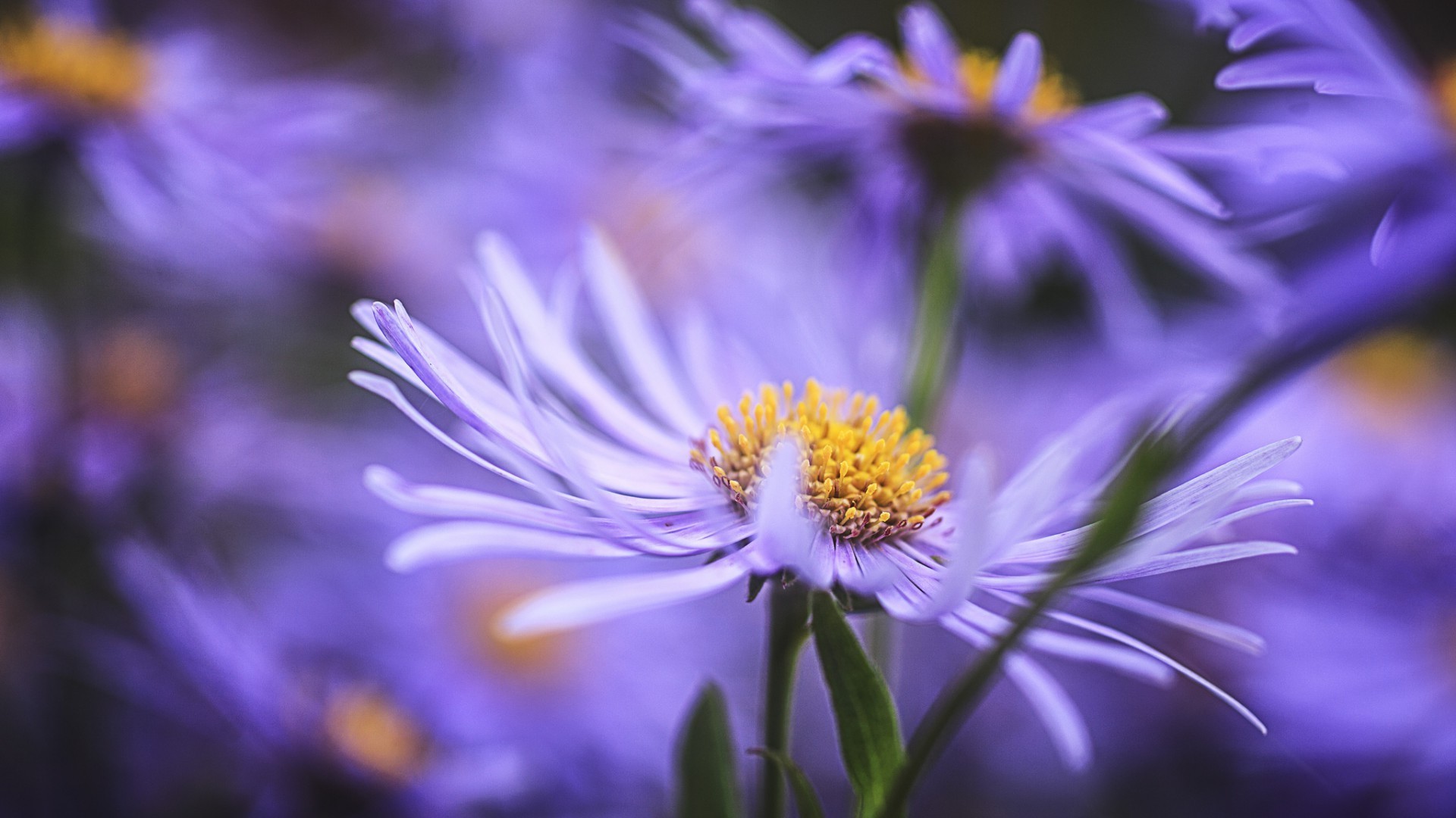 natur blume flora sommer garten blumen blütenblatt hell blatt farbe blühen schließen schön im freien sanft