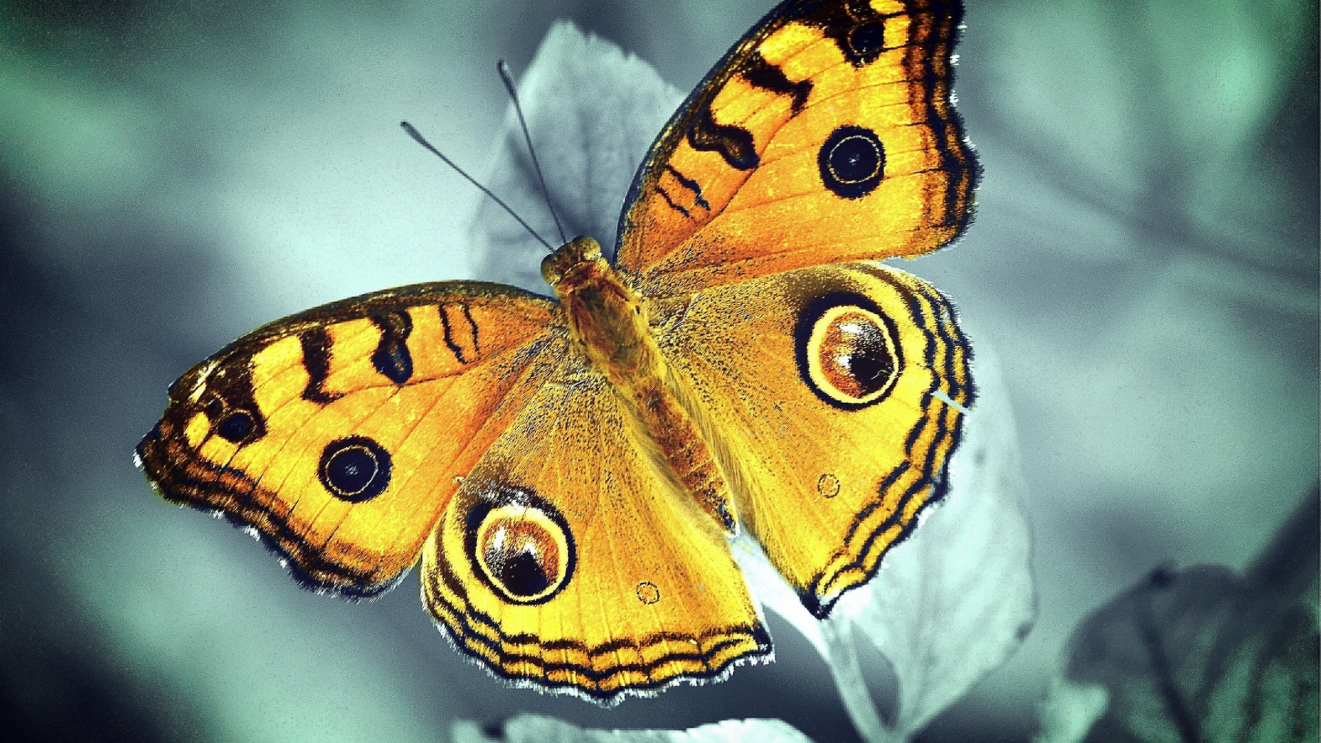 schmetterling insekt natur wirbellose tierwelt tier flügel monarch im freien lepidoptera motte farbe sommer biologie garten wild fliegen schön