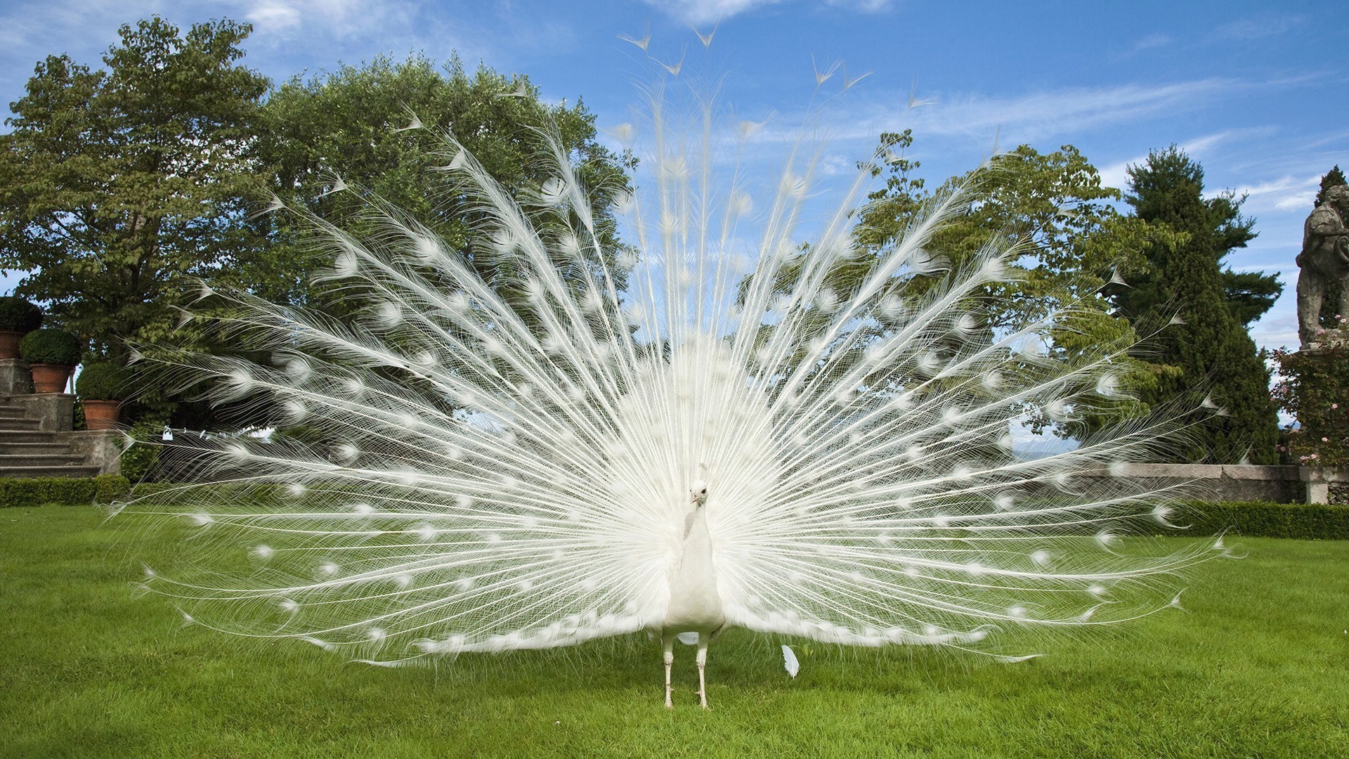 natur gras park im freien schön sommer garten hell himmel flora rasen