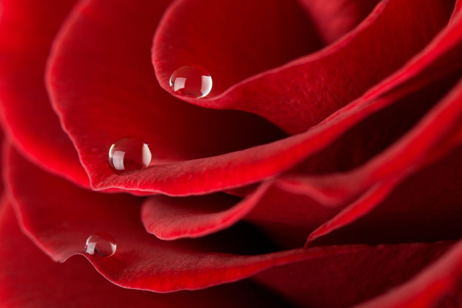 rose liebe romantik blume blütenblatt romantisch blühen sanft jubiläum botanisch natur flora geschenk schön garten farbe liebe tau blumen