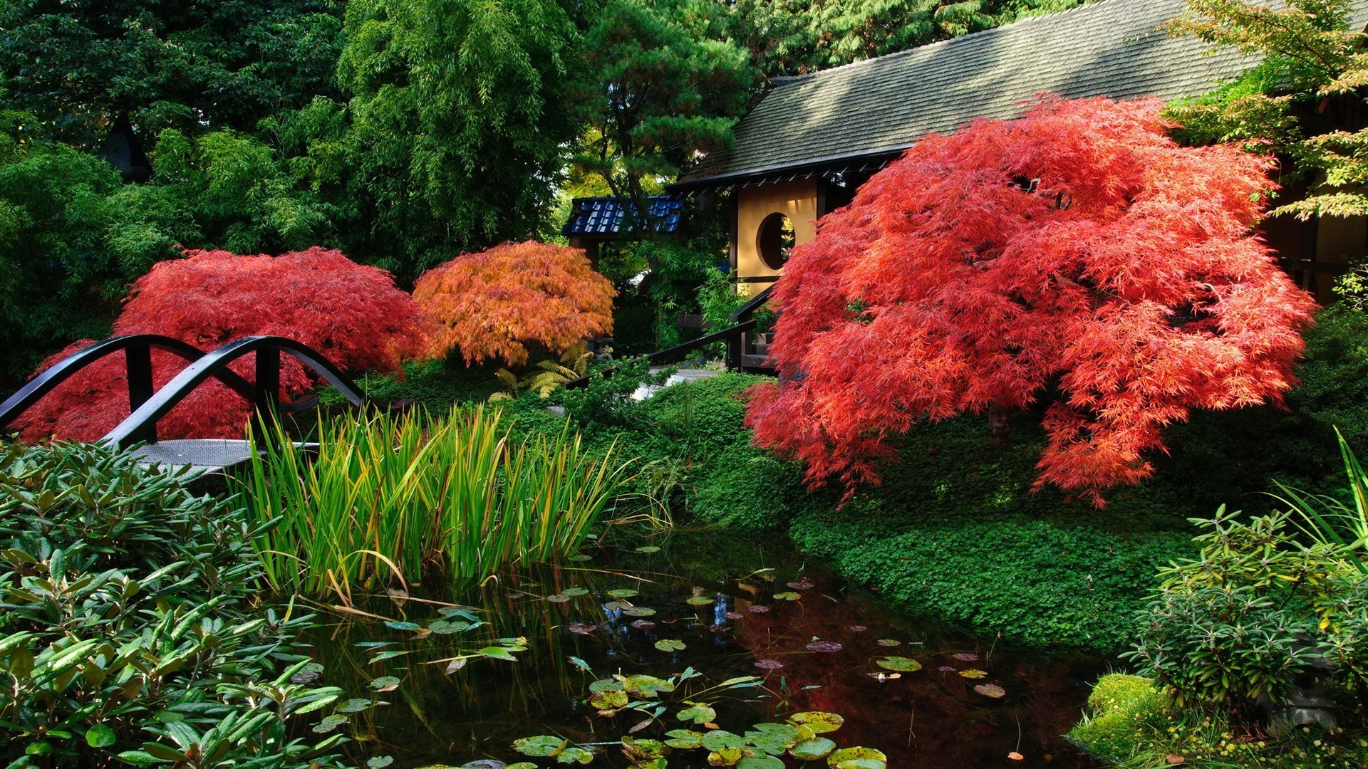 blatt garten baum herbst park holz natur im freien blume landschaft saison