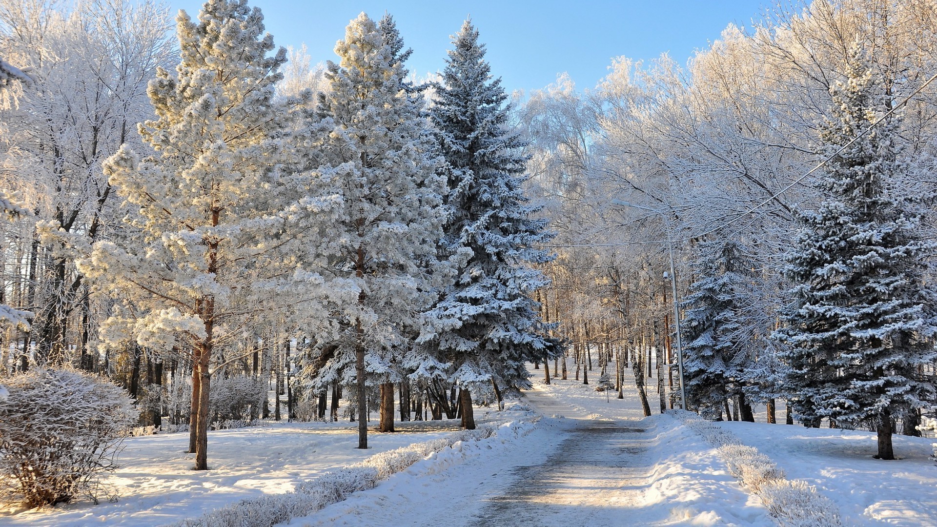 schnee winter frost kälte holz holz gefroren landschaft eis saison landschaftlich wetter zweig gutes wetter szene landschaft schnee-weiß natur kiefer