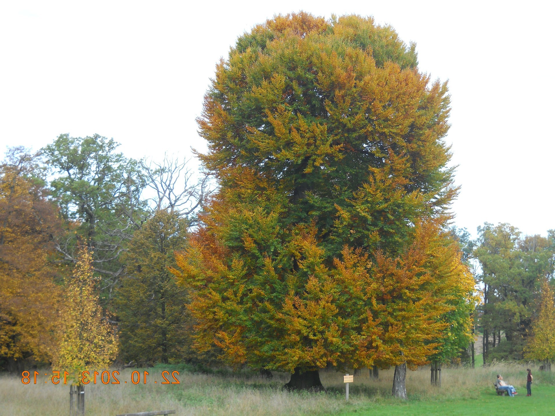herbst baum blatt landschaft natur park saison holz im freien gutes wetter landschaft landschaftlich landschaftlich umwelt gras hell des ländlichen szene zweig farbe