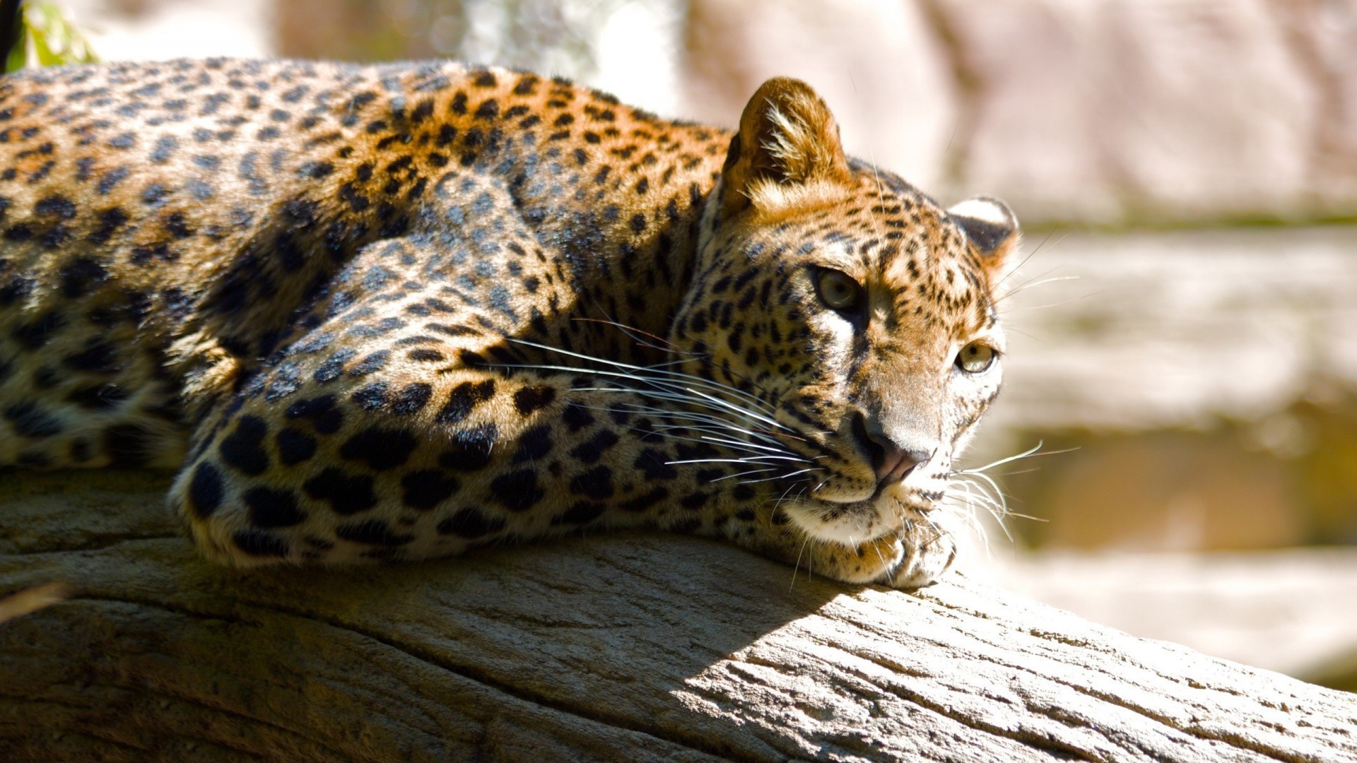 katze tierwelt raubtier säugetier leopard tier zoo natur jäger wild fleischesser gefahr pelz safari