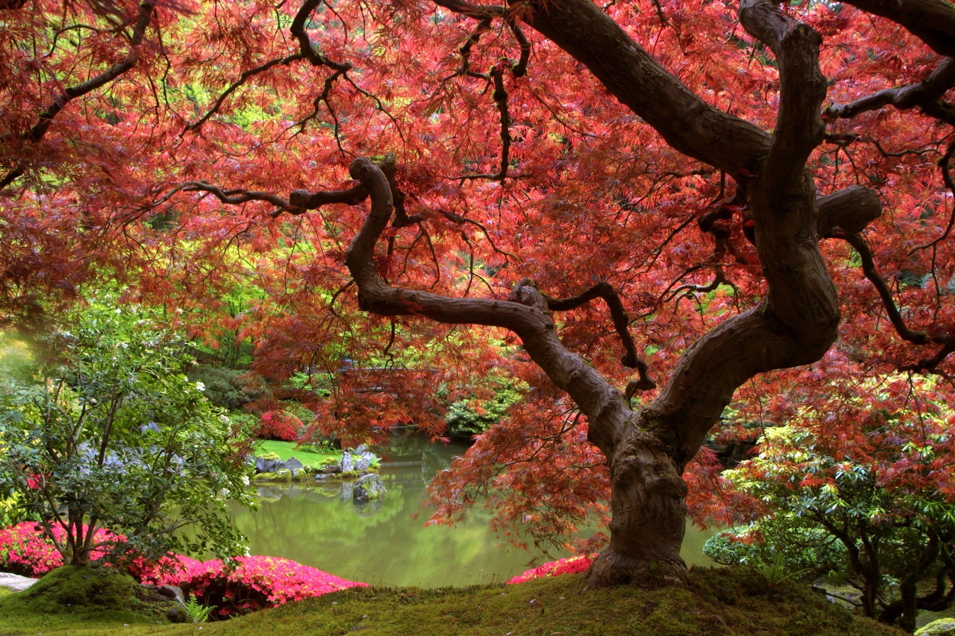 baum blatt herbst park ahorn zweig natur saison landschaft holz garten im freien farbe blume flora umwelt landschaftlich