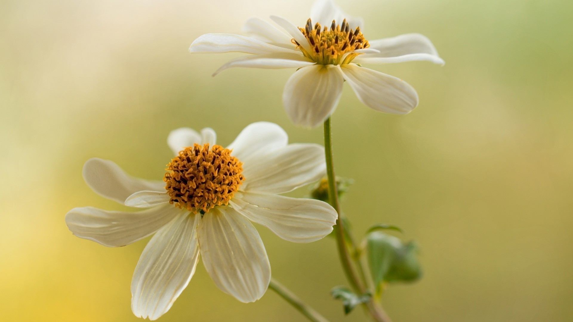 natur blume flora sommer blatt garten blumen wachstum hell blütenblatt