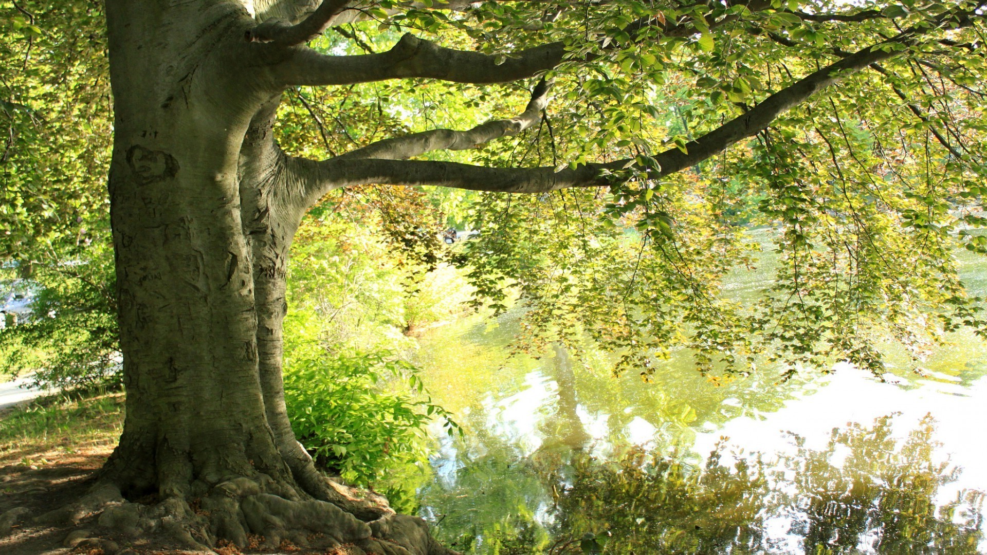 baum holz blatt natur kofferraum filiale park rinde landschaft saison flora umwelt herbst aufstieg sommer eiche im freien landschaft üppig