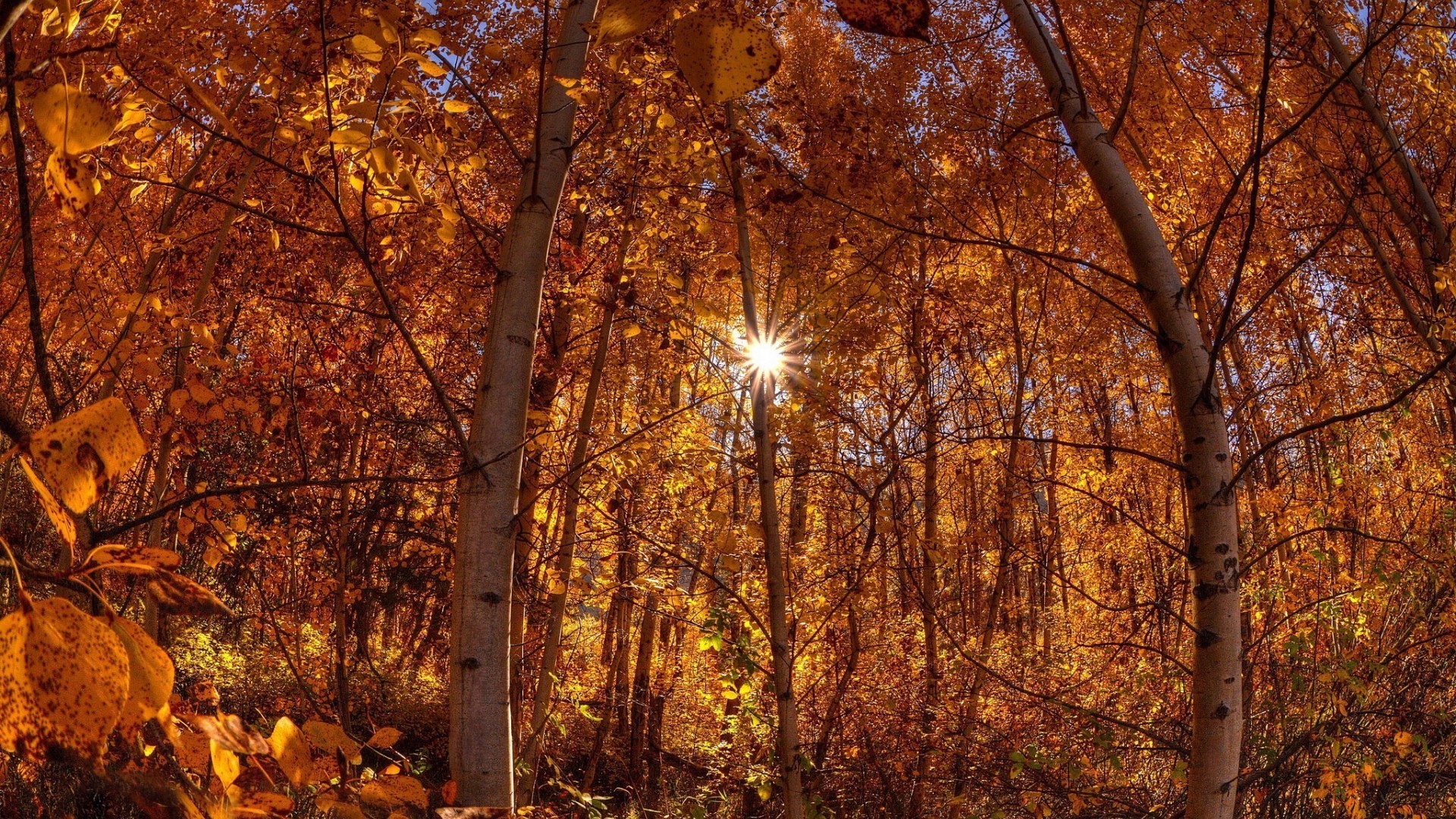 herbst holz blatt holz landschaft saison ahorn park filiale gold natur dämmerung gutes wetter im freien winter hell landschaftlich veränderung