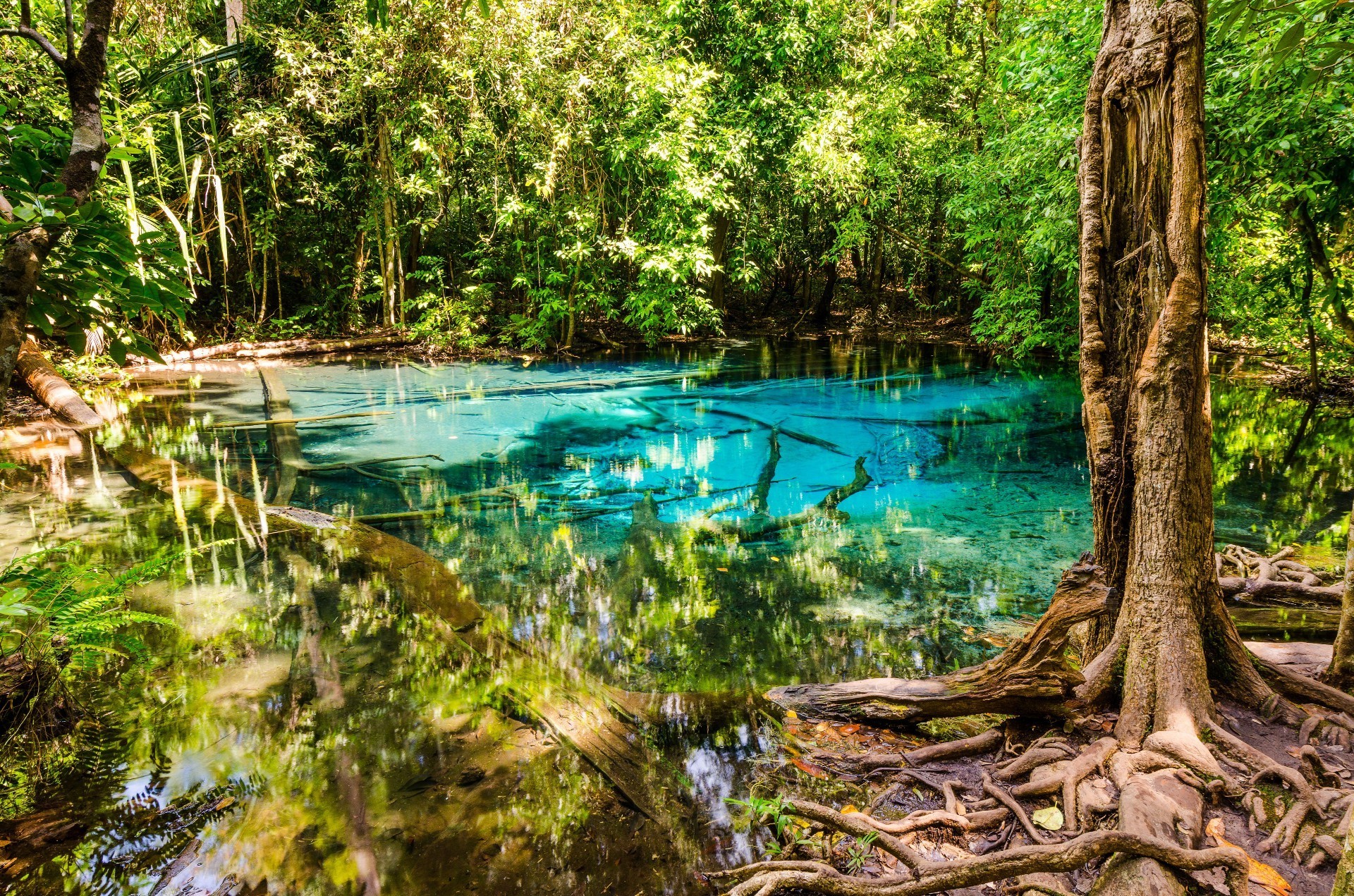 wasser holz natur holz blatt sommer reisen tropisch landschaft park fluss flora schön im freien umwelt dschungel landschaftlich see reflexion