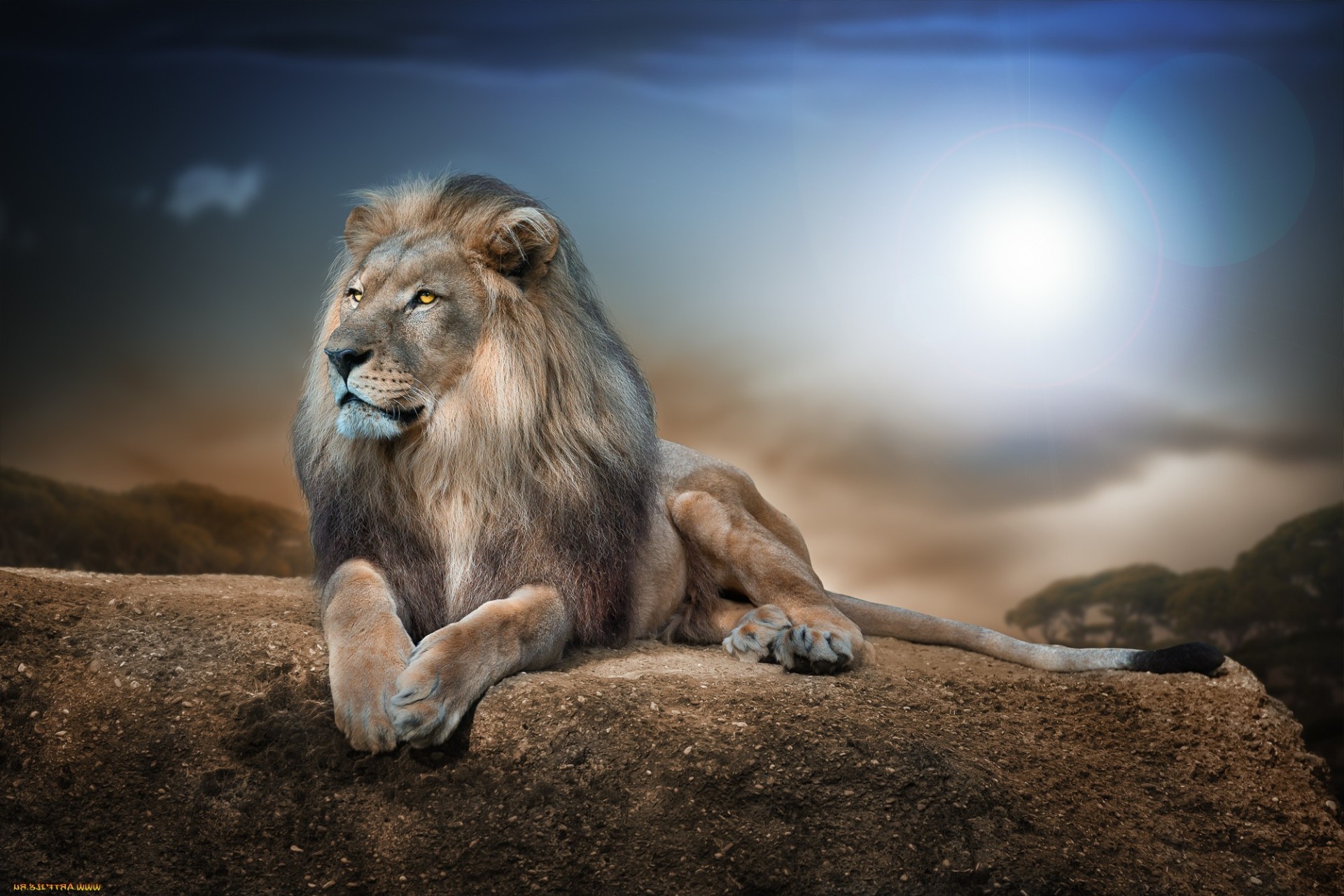 säugetier löwe tierwelt