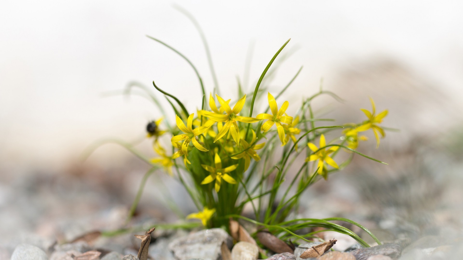 natur schließen blume flora sommer garten gras blatt wild feld park im freien saison farbe blühen wenig gutes wetter blumen umwelt