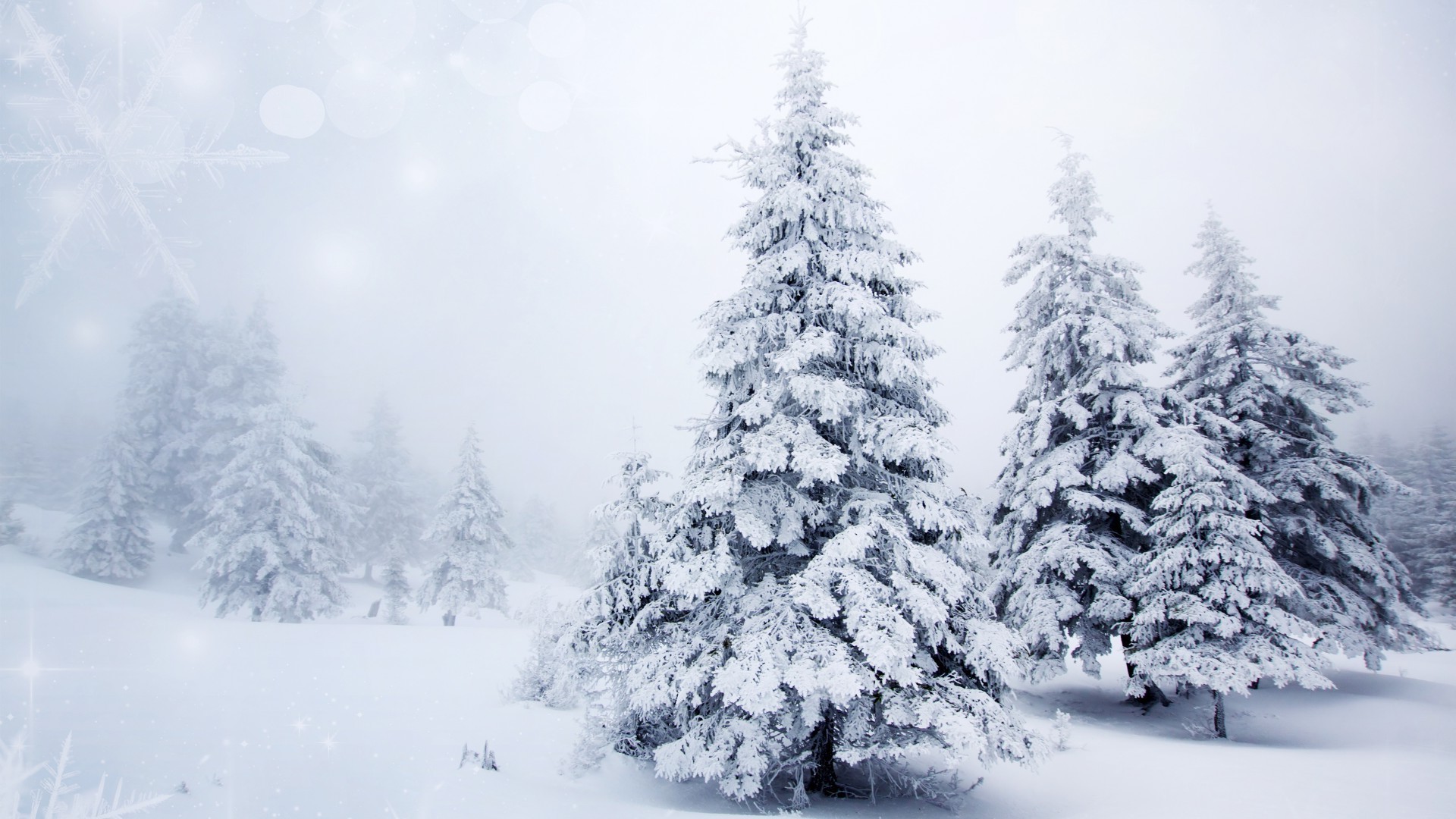 schnee winter frost kälte gefroren eis holz holz wetter jahreszeit weihnachten kiefer verschneit frostig schneesturm tanne landschaft fichte