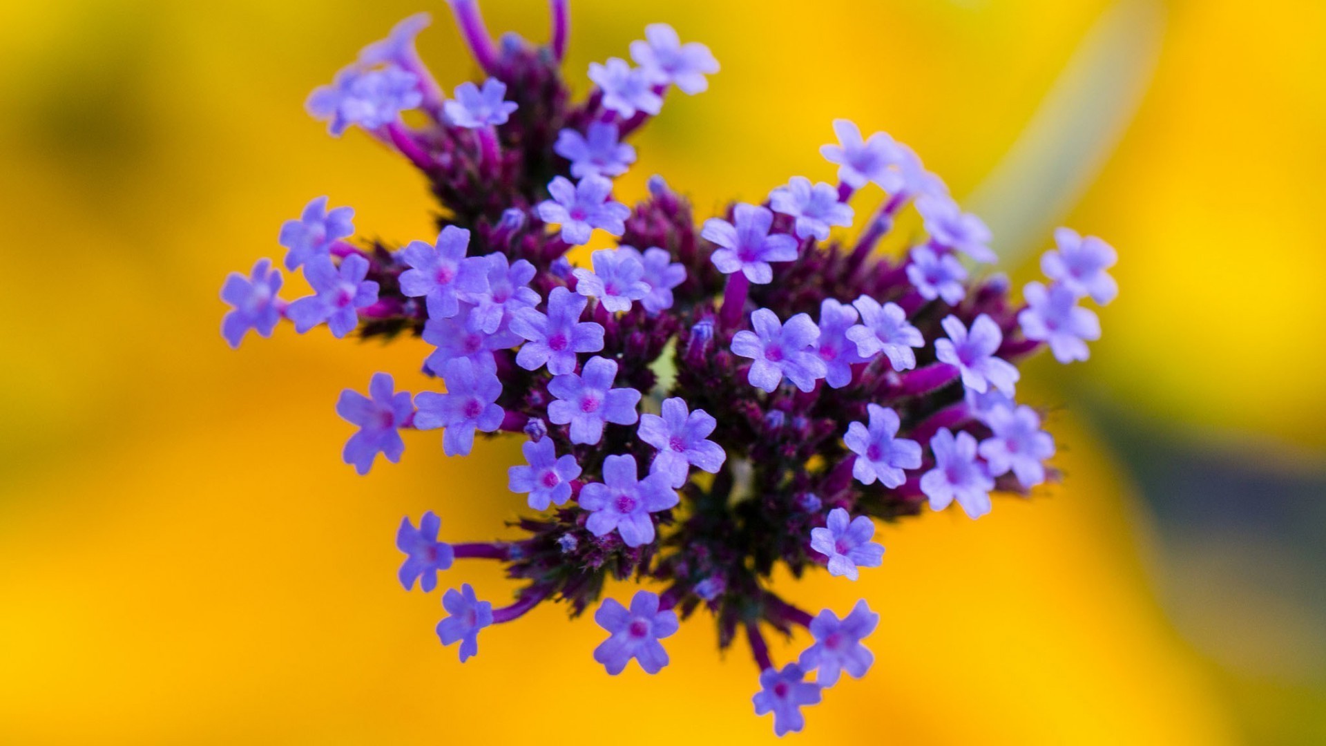 blume natur flora blumen unschärfe garten sommer blatt farbe blühen