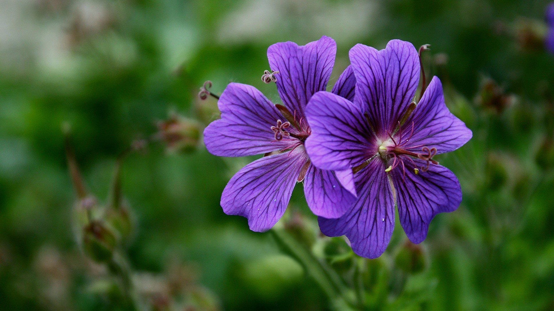 natur blume garten flora sommer schließen blühen farbe im freien blatt