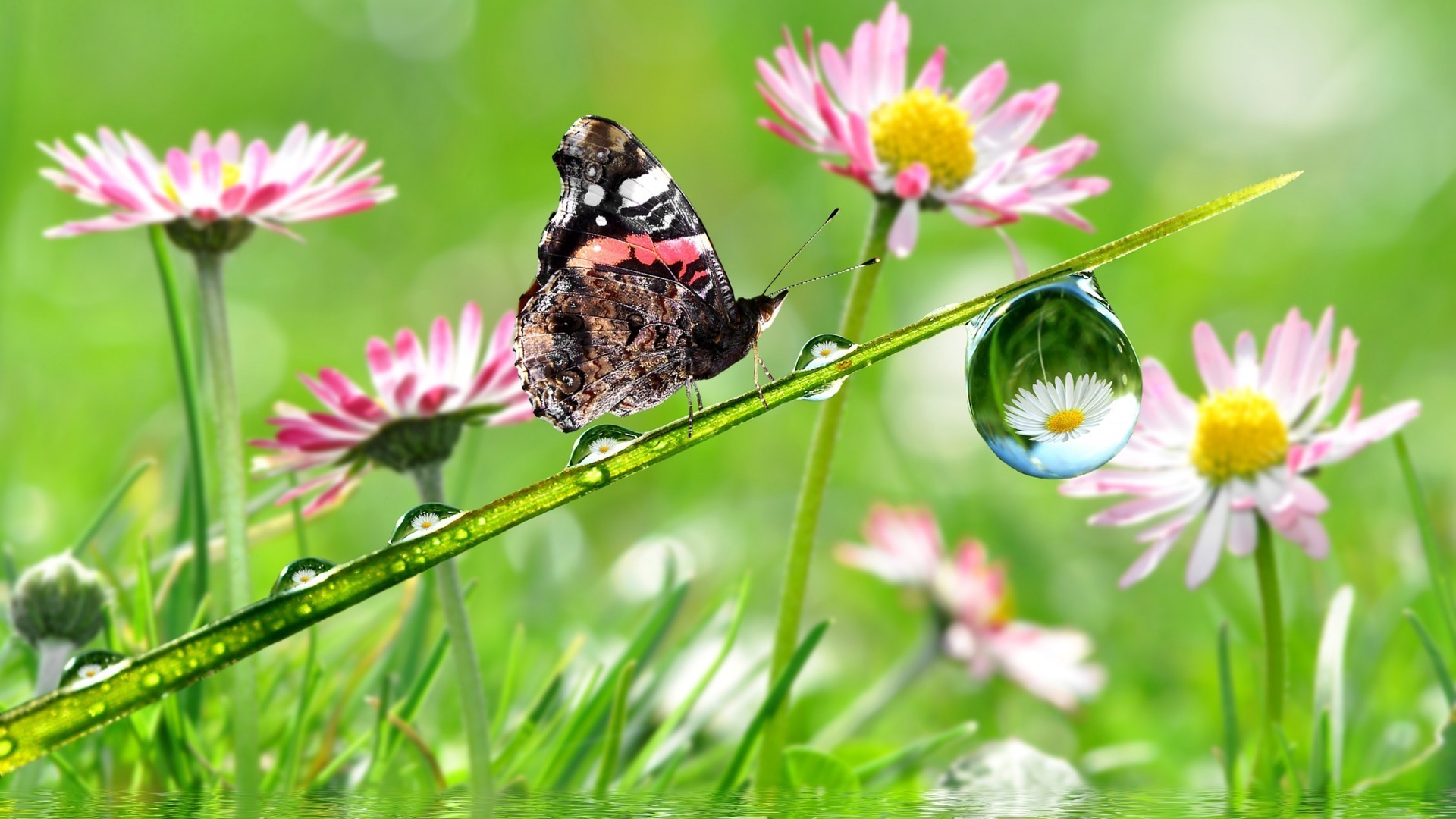 natur sommer insekt blume schmetterling flora garten im freien gras heuhaufen schließen blatt feld wild hell farbe schön