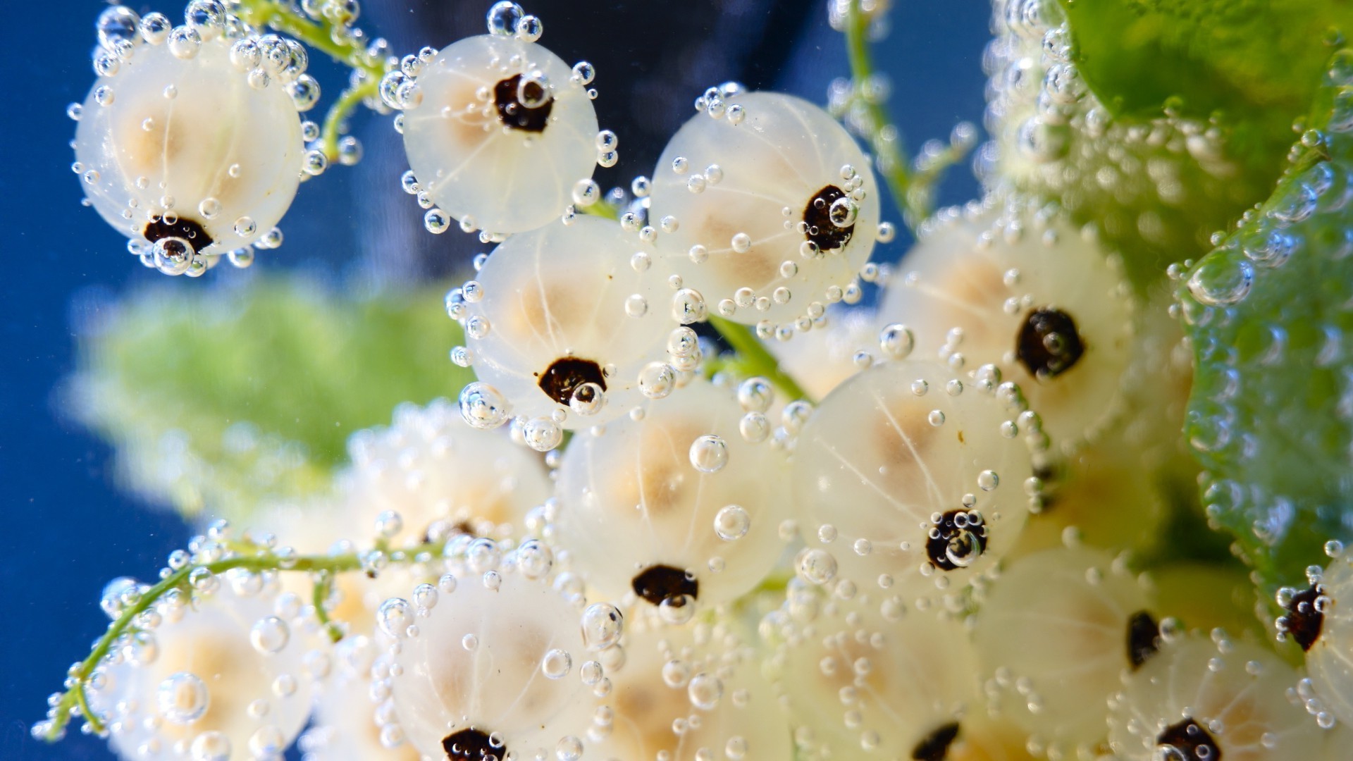 natur blume regen tropfen dekoration tau wasser sommer