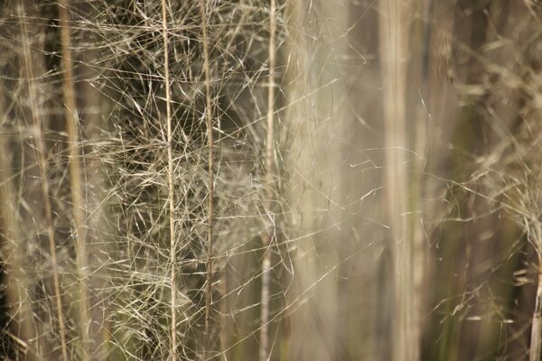 Herbstfoto. spinnennetz