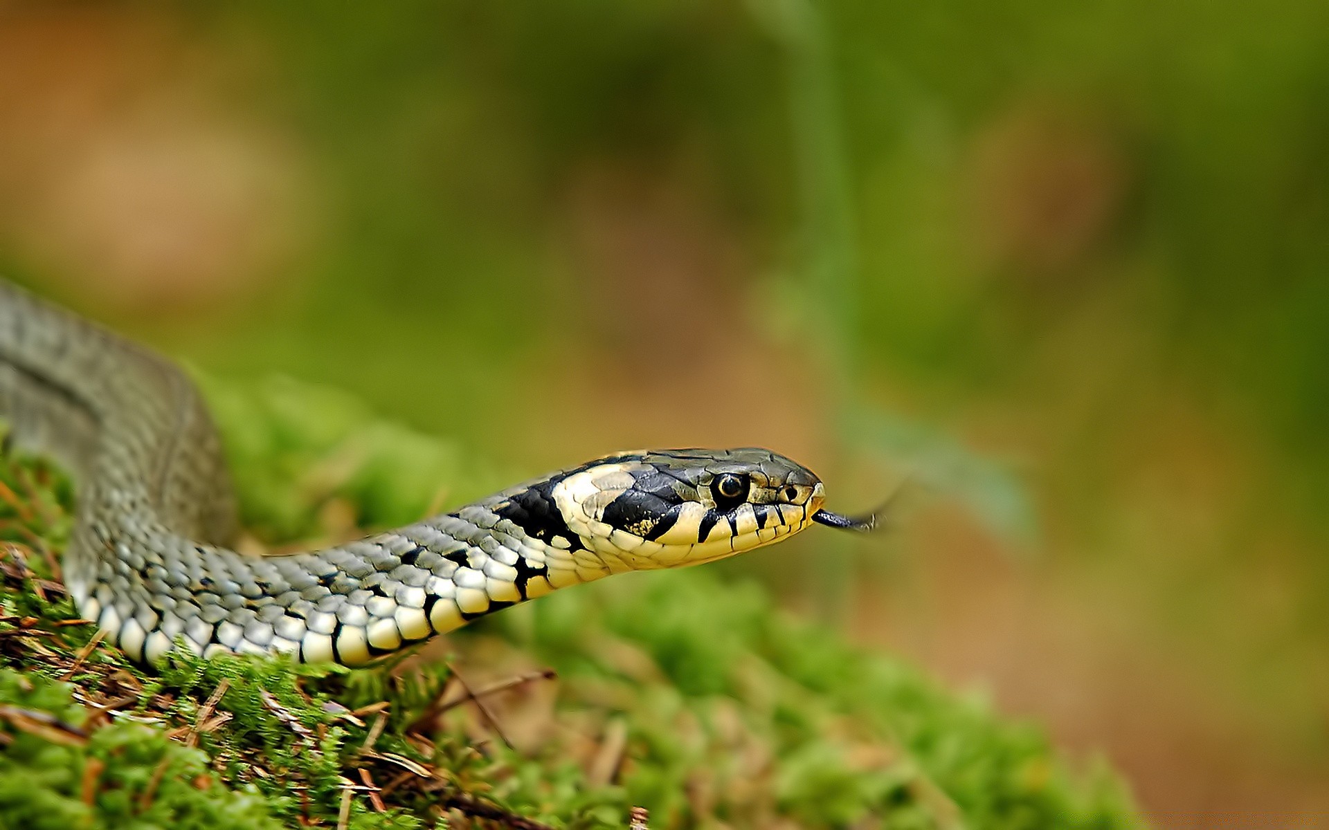 reptilien und frösche schlange gazoo tierwelt natur tier viper vene gift boa zoologie python gefahr wild herpetologie tödlich gleiten aussetzen im freien kobra