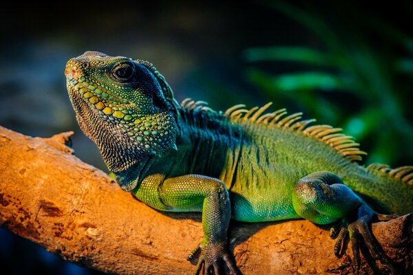 Kriechendes Reptil auf einem Ast