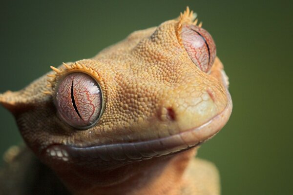 Nahaufnahme eines niedlichen Tierfrosches