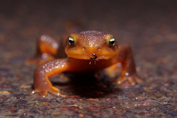 Amphibien in freier Wildbahn
