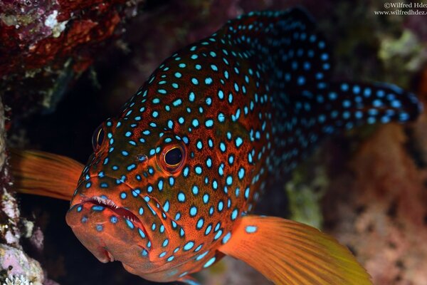 Schöner gefleckter Fisch im Aquarium
