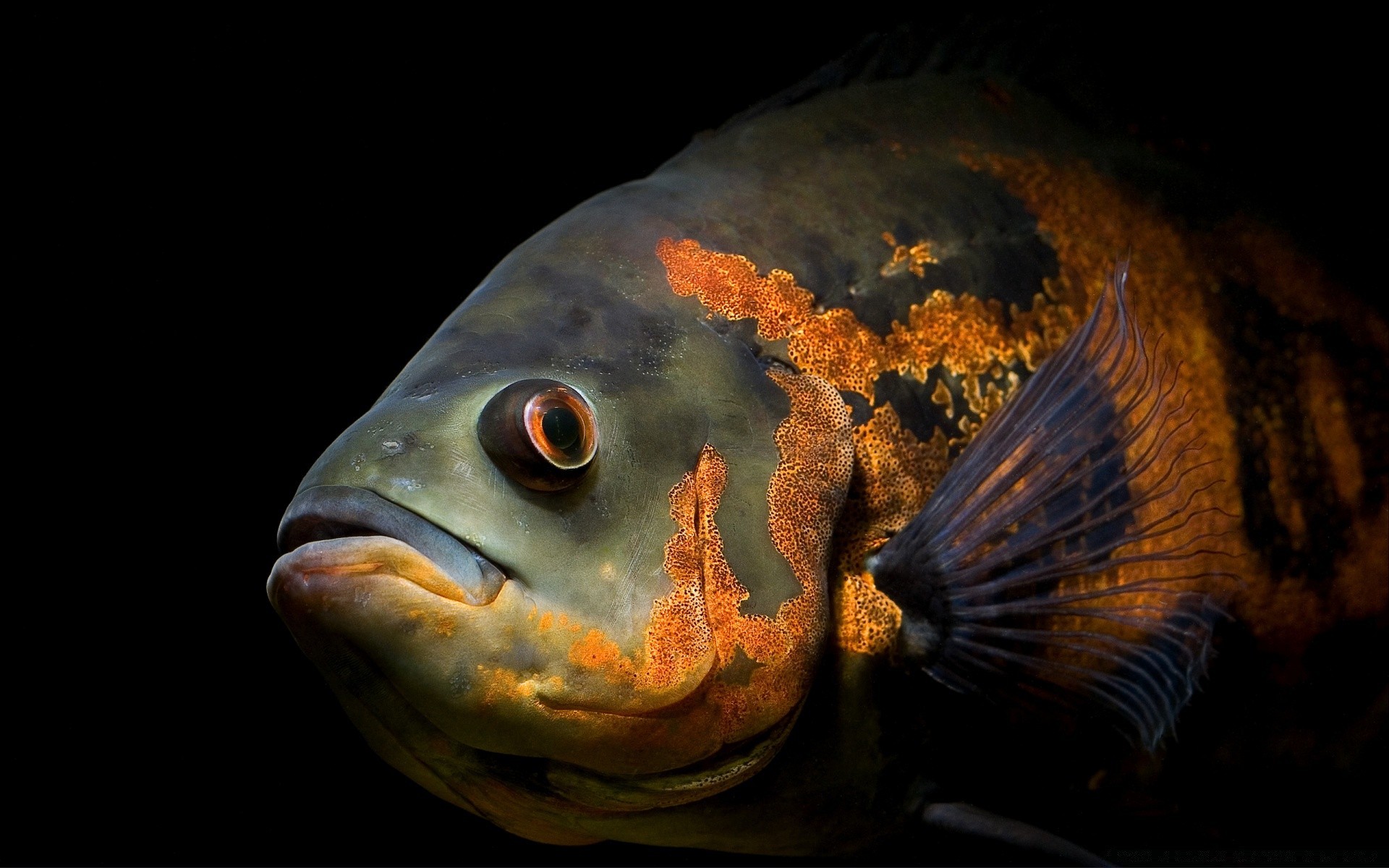 meerestiere fische unterwasser aquarium schwimmen karausche ozean meeresfrüchte natur ein meer fin goldfisch wirbellose wasser süßwasser