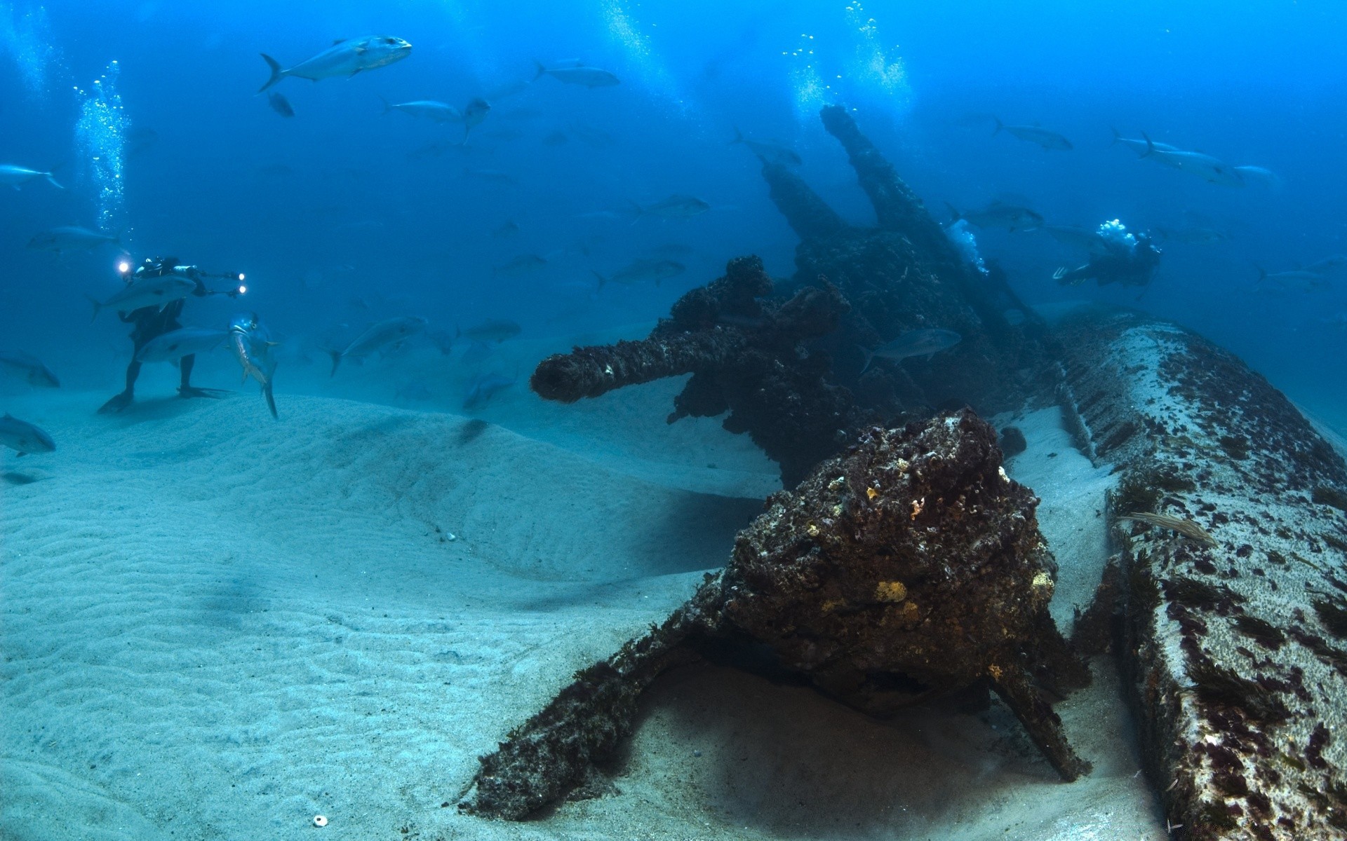 meerestiere unterwasser wassersport ozean wasser fische meer schiffswrack wirbellose riff u-boot schwimmen reisen katastrophe korallen exploration trümmer umwelt scuba