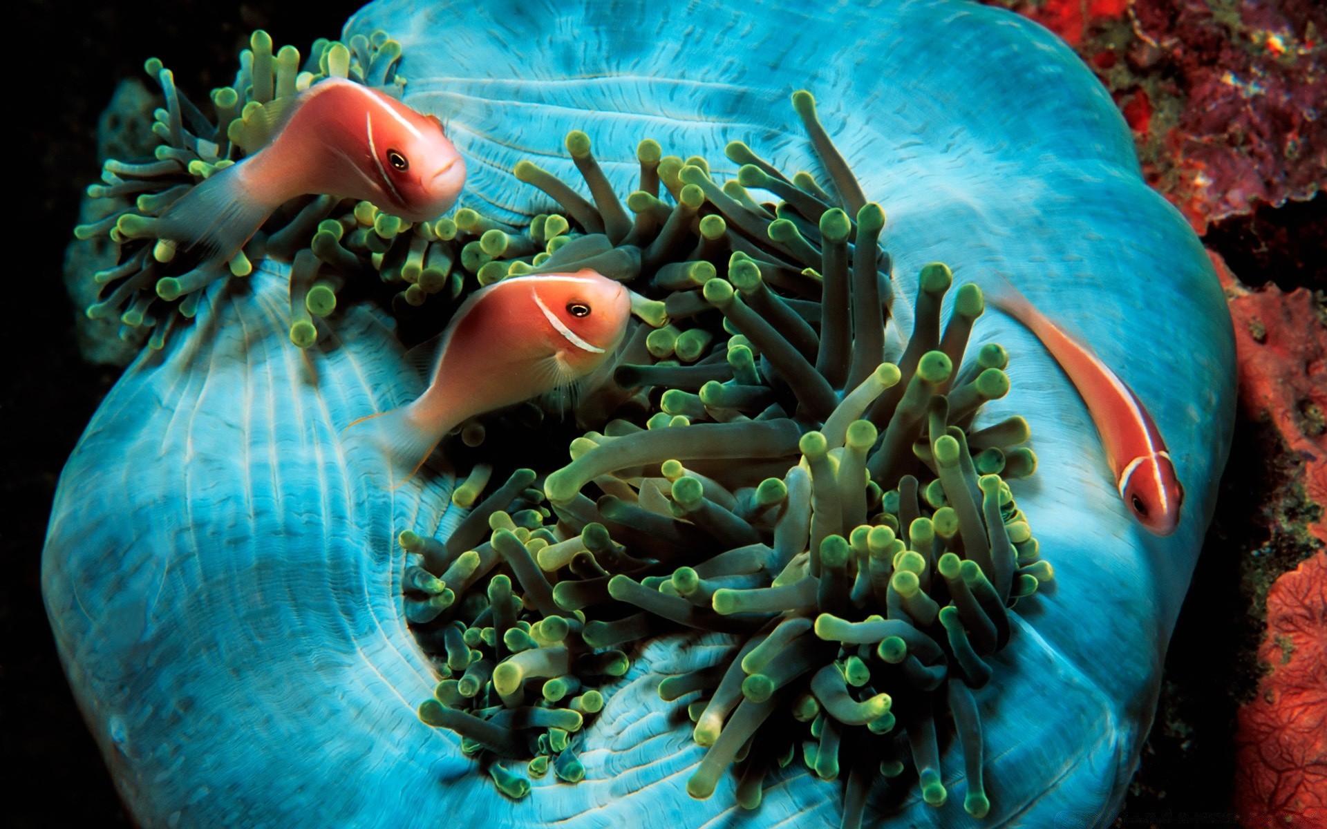 meerestiere unterwasser fische ozean wasser meer schwimmen wirbellose aquarium korallen riff tropisch tauchen