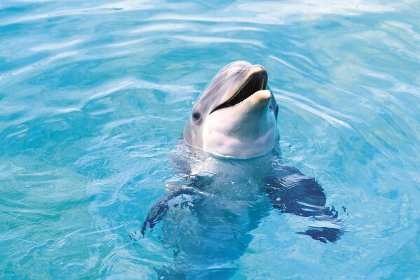 Ein Delphin schwimmt in klarem Wasser