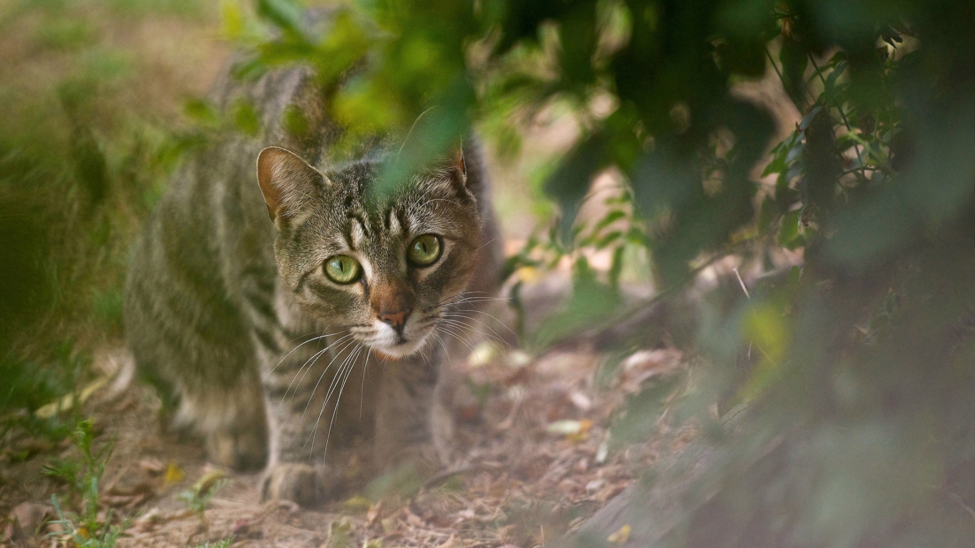 katzen natur katze niedlich im freien tier fell auge säugetier porträt gras wenig junge wild garten