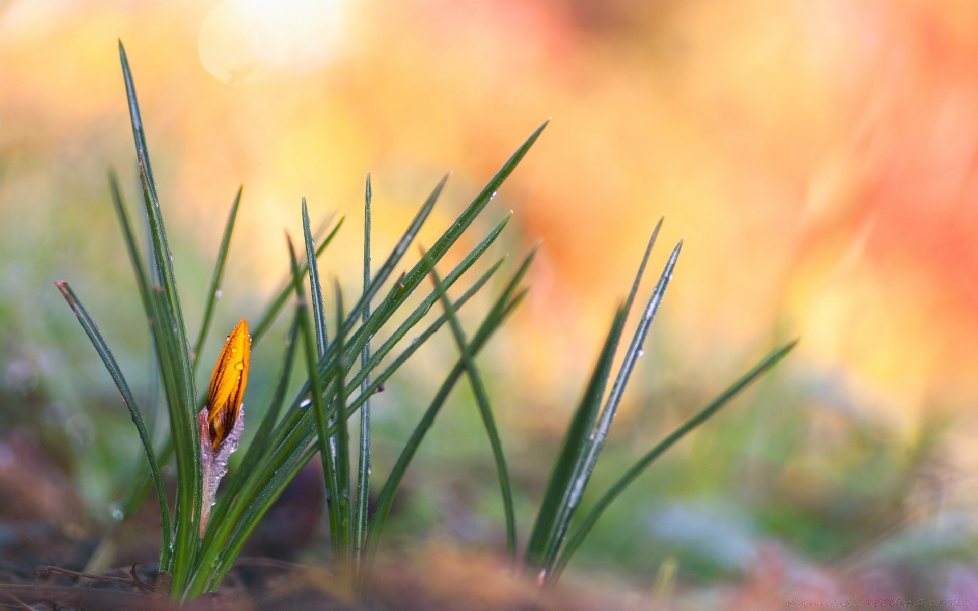 makroaufnahme natur gras blatt im freien sommer unschärfe flora blume wachstum gutes wetter garten hell feld sonne