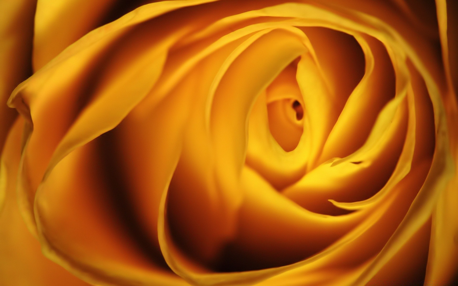 makro liebe liebe rose sanft blume romantik jahrestag romantisch hochzeit blütenblatt blühen pastell liebling parfüm ehe valentinstag geschenk unschärfe blumen
