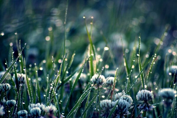 Gras in der Natur unter Makroaufnahmen