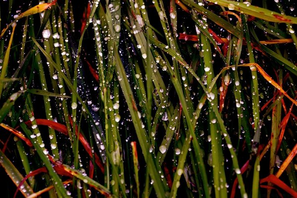 Makro zum Thema Regen