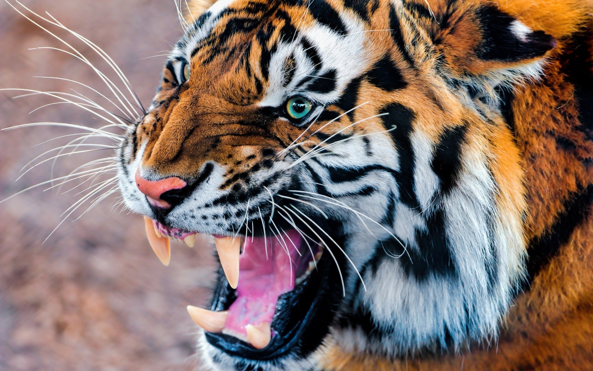 tiere tiger tierwelt katze zoo tier säugetier raubtier safari streifen wild fleischesser jäger aggression pelz dschungel böse jagd suchen natur groß
