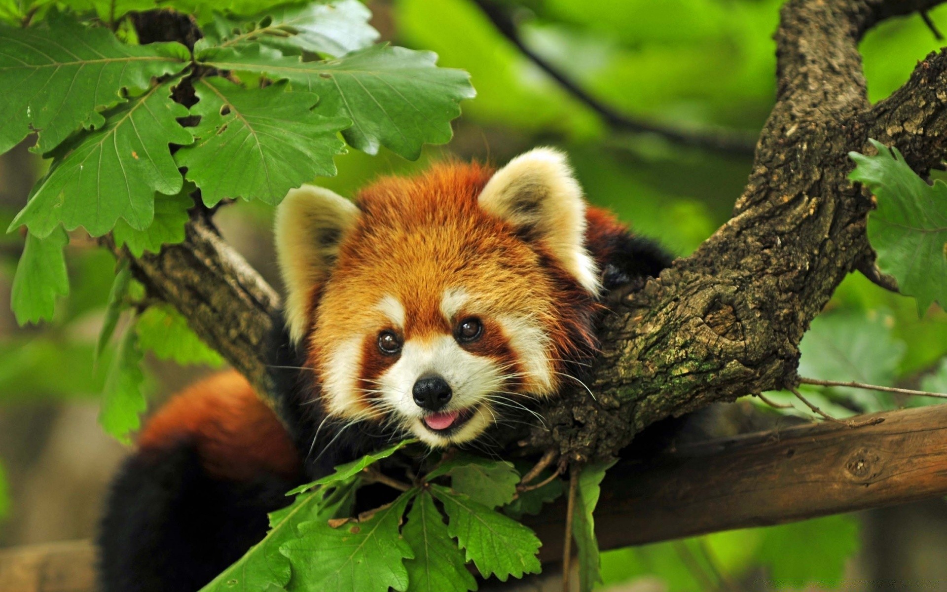 tiere natur tierwelt säugetier tier wild niedlich baum holz junge
