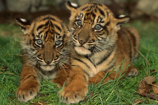 Blauäugige Tiger, die auf dem Gras liegen