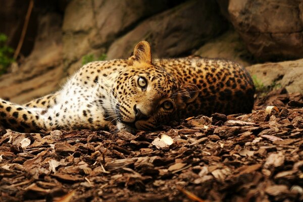 Leopard in freier Wildbahn am Boden liegend