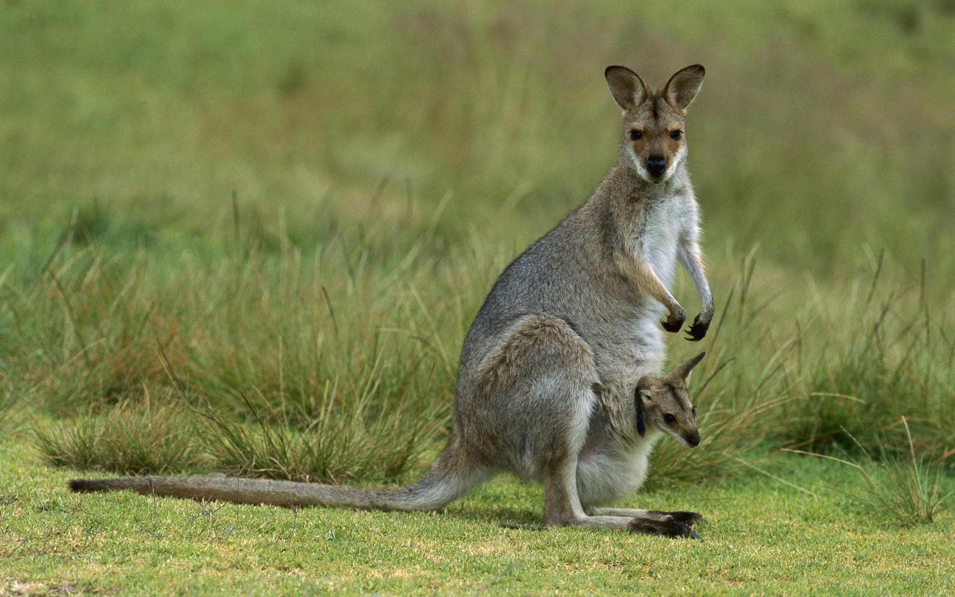 tiere tierwelt säugetier beuteltier känguru gras tier wallabys wild natur niedlich schwanz grau fell springen porträt tasche im freien anzeigen zoo