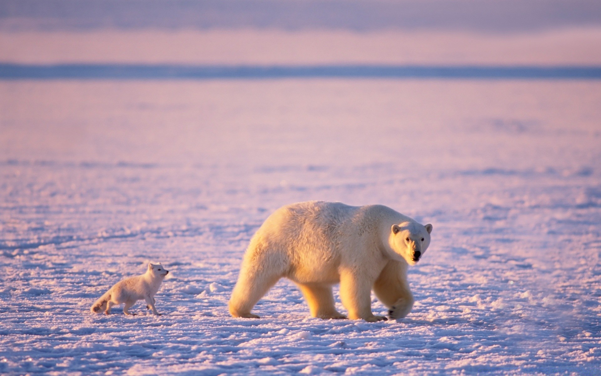 tiere säugetier schnee frostig wasser winter tierwelt im freien tageslicht seitenansicht