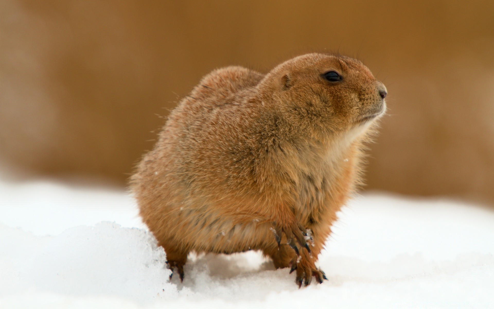 tiere säugetier tierwelt nagetier niedlich natur wenig schnee winter tier