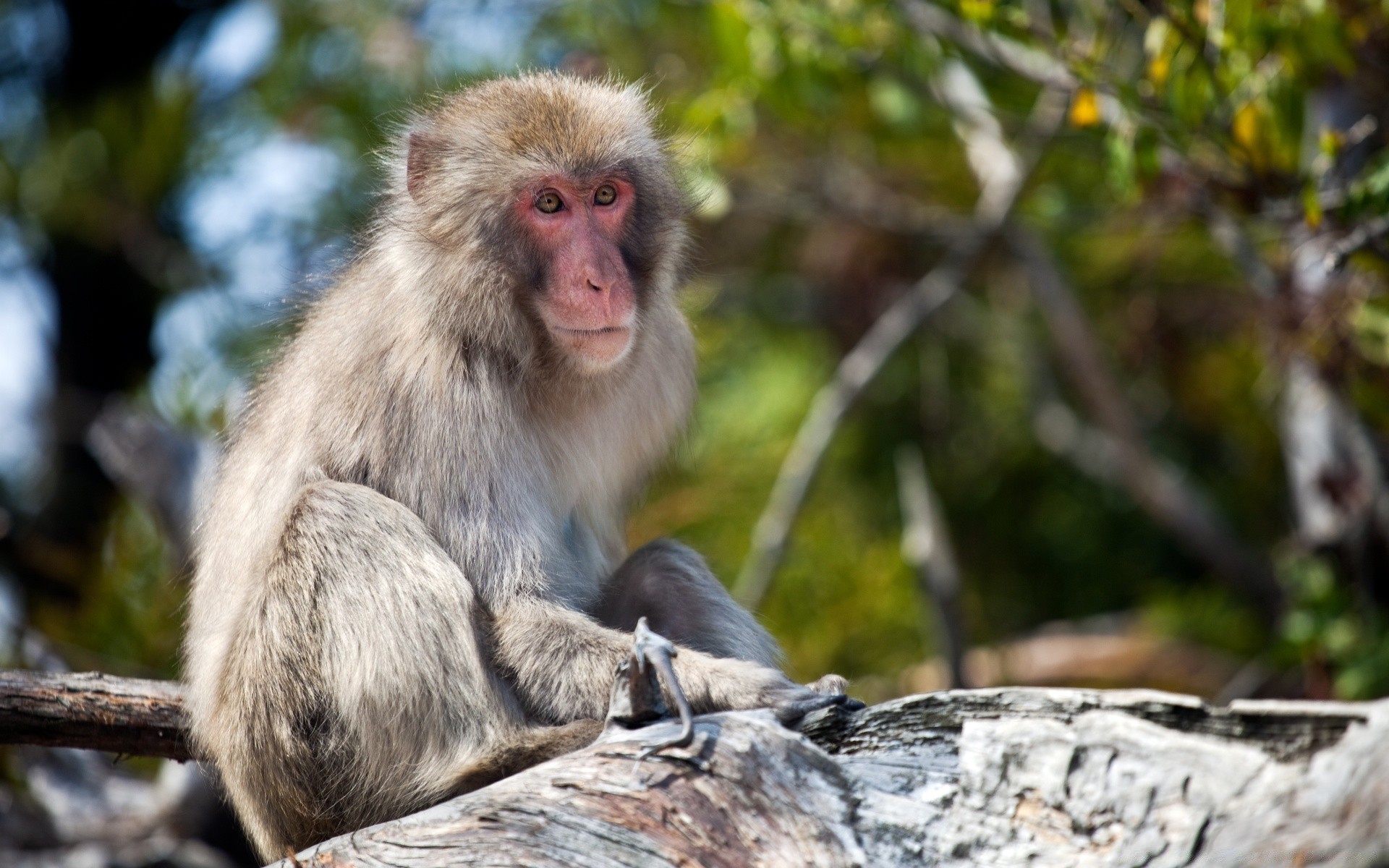 tiere affe vorsteher tierwelt säugetier natur krümmen makaken wild holz niedlich fell sitzen dschungel baum tier porträt endemisch zoo im freien