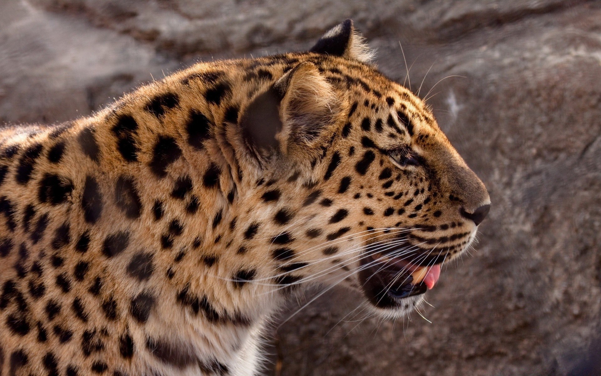 tiere tierwelt katze leopard raubtier säugetier zoo safari natur tier wild fell jäger gefahr groß fleischesser