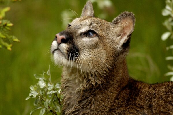 Wildkatze Nahaufnahme