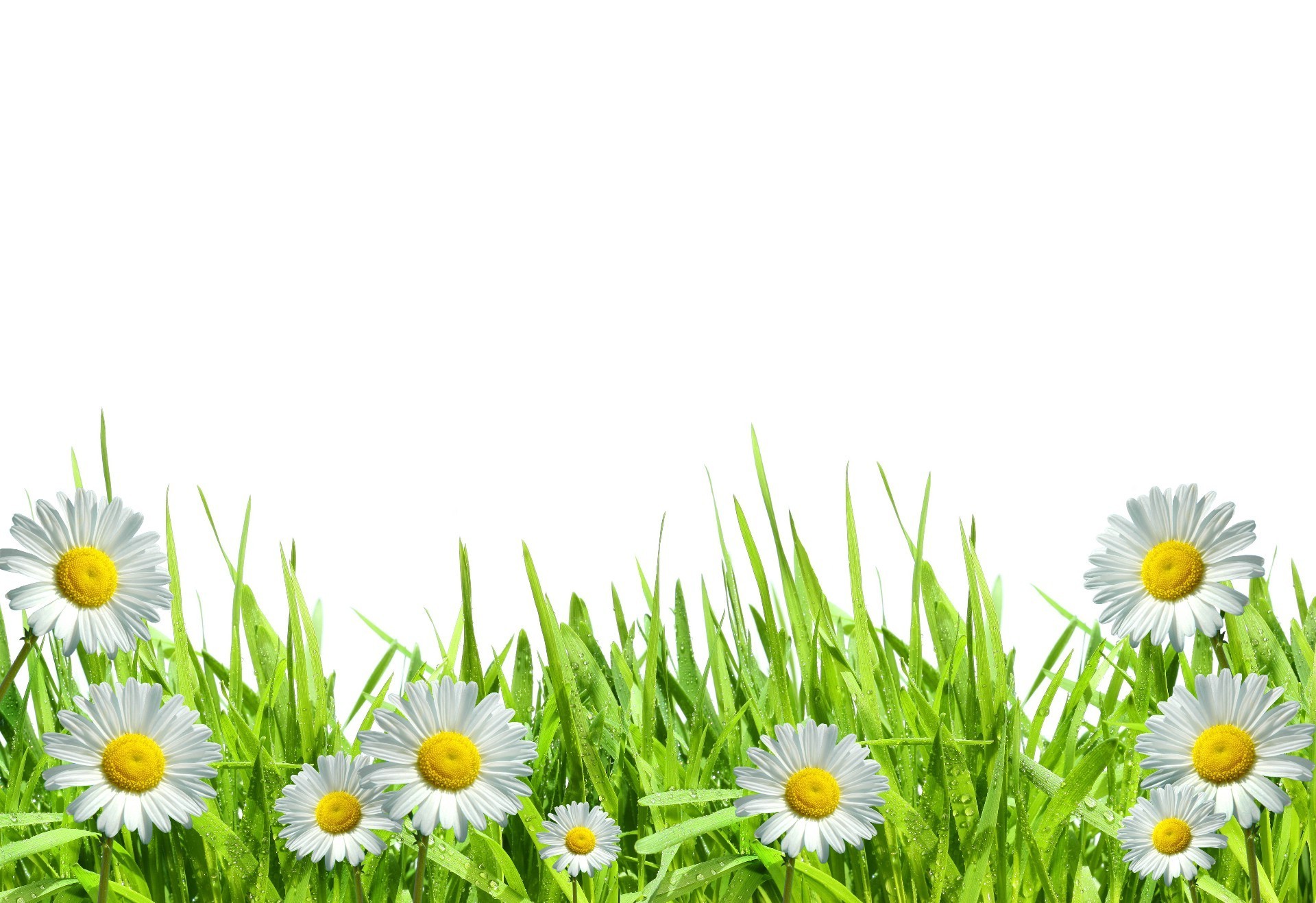kamille flora sommer natur heu gras feld blume garten wachstum umwelt saison desktop hell blatt des ländlichen rasen frische schließen