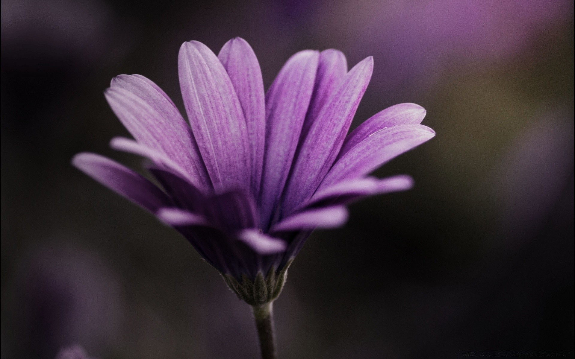 makroaufnahme natur blume flora garten sommer blütenblatt blühen blatt hell farbe blumen wachstum zart