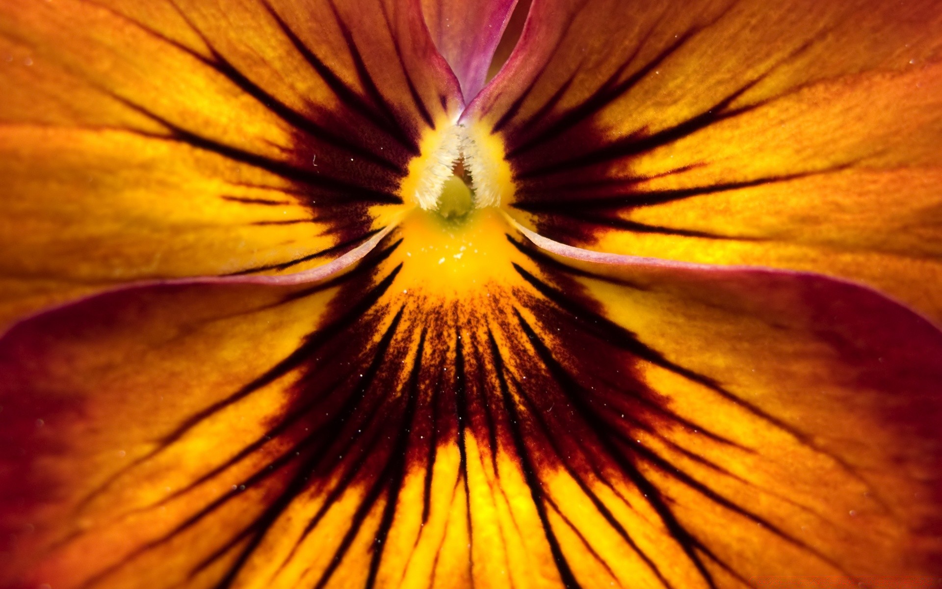 makroaufnahme blume natur farbe hell unschärfe