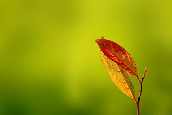 Zwei Herbstblätter auf einem Zweig auf grünem Hintergrund